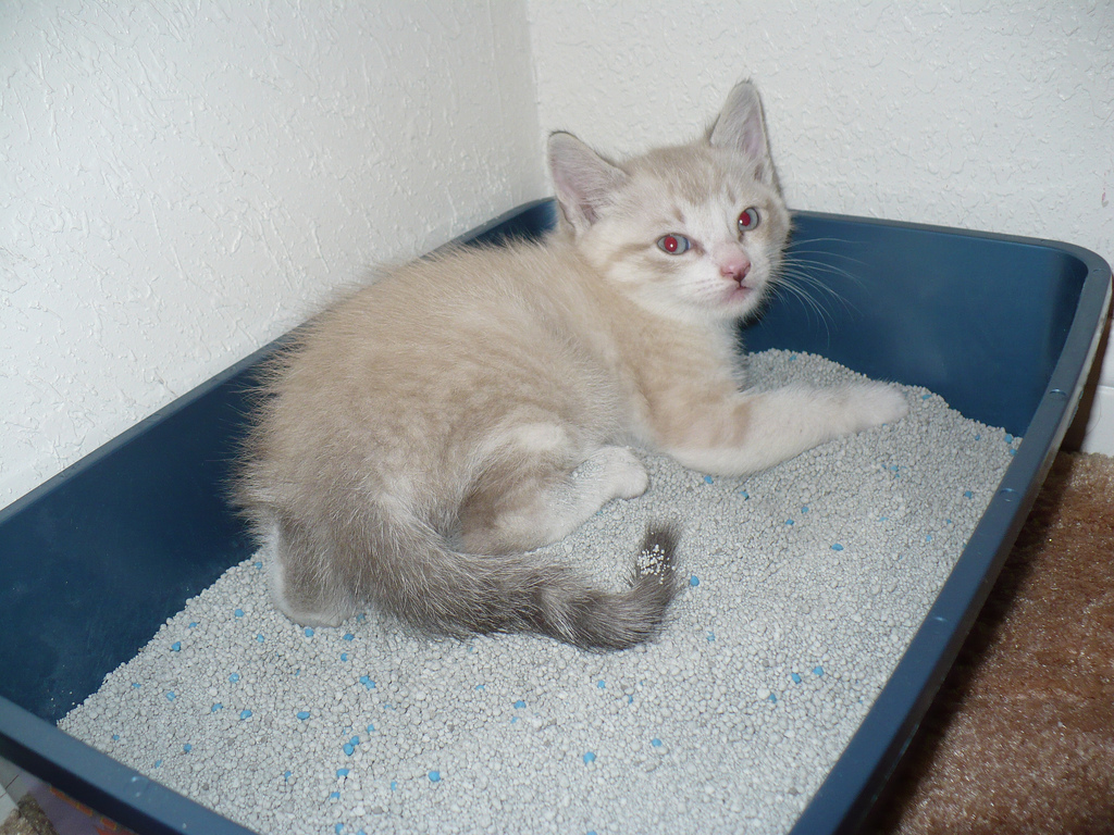 cat litter